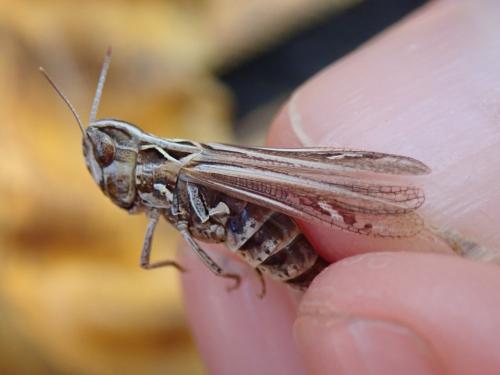 Réf. 262 573 : Omocestus petraeus